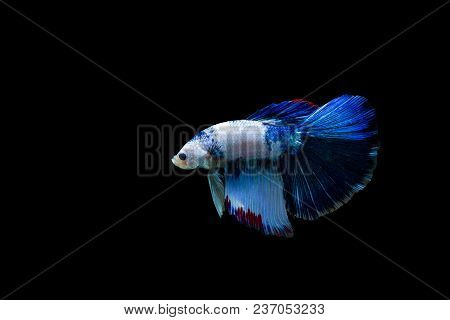 Betta Splendens Halfmoon,colorful Siamese Fighting Fish,fighting Fish On Black Background,