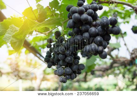 Grape Selec Focus And Blurry Background,grapes Hanging On Tree Select Focus And Fair Light