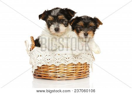 Biewer York Puppies In Basket On A White Background.
