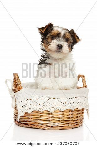 Biewer York Terrier Puppy In Basket On A White Background.