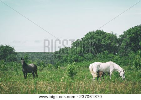 White Horse Mum With Foal And Black Horse Father Graze In The Green Summer Hilly Valley..