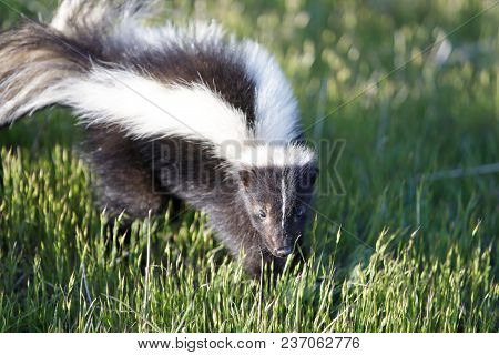 Striped Skunk (mephitis Mephitis) In Alert. Santa Clara County, California, Usa.