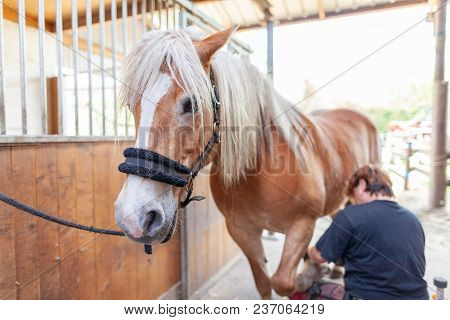 A Blacksmith Works On A Horse Hoof