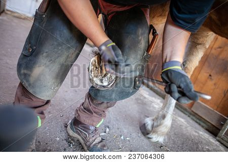 A Blacksmith Works On A Horse Hoof