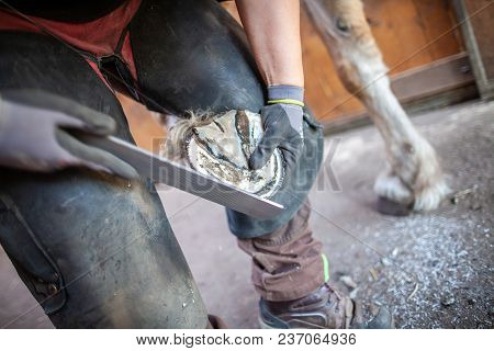 A Blacksmith Works On A Horse Hoof