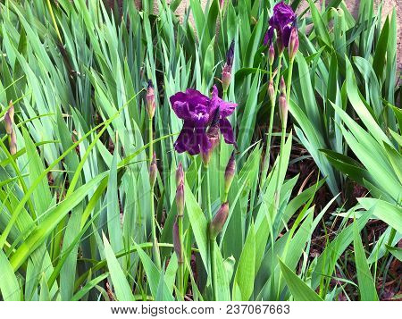 Beautiful Flowers Of Iris. Beautiful Irises On Green Background. Iris Plant In Garden Bloom In Sprin