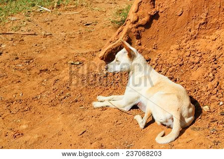 The White Dog Is Sunbathing With Sunshine