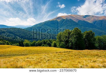 Beech Forest At The Foot Of Apetska Mountain. Lovely Summer Landscape Of Carpathian Mountains