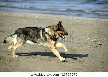 Tyske hund