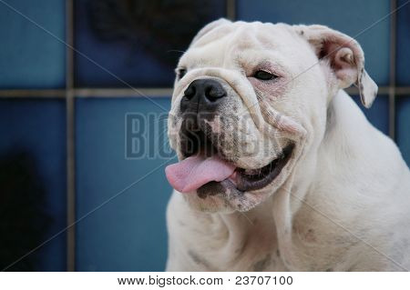 Gaucho