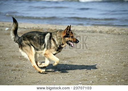 Tyske hund