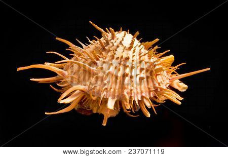 Orange Spiny Oyster Shell Found In The Warm Waters Of The Sea Of Cortez.