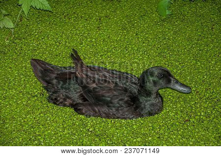 Black Duck Swimming In Canal Water Covered By Small Greenish Aquatic Plant In Cloudy Day At Drimmele