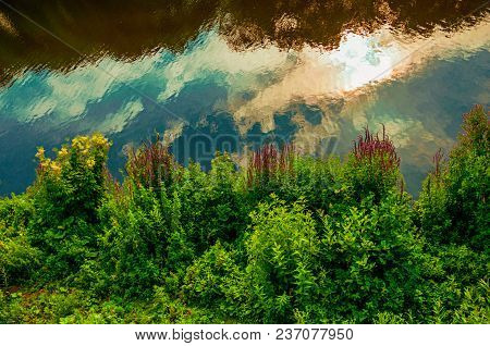 Undergrowth And Flowers On The River Dommel Bank With Clouds Reflected In Its Calm Waters At S-herto