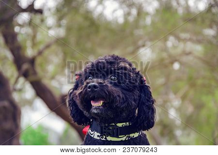 Small Black Poodle Face Smiling With Park Background