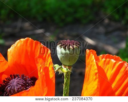 Brilliant Orange Garden Poppies With Their Stigmas Framed With A Fringe Of Stamens. In The Center Is