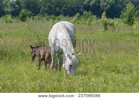 White Horse Mum With Foal And Black Horse Father Graze In The Green Summer Hilly Valley..