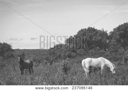 White Horse Mum With Foal And Black Horse Father Graze In The Green Summer Hilly Valley..