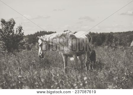 White Horse Mum With Foal And Black Horse Father Graze In The Green Summer Hilly Valley..