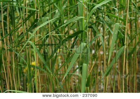 Reed