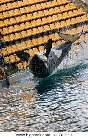 orca