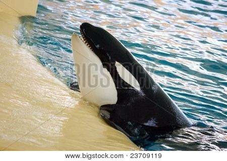 Orca
