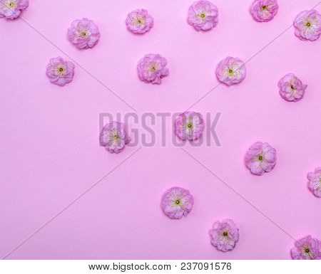 Pink Blossoming Buds Almonds Trilobate On A Pink Background, Empty Space