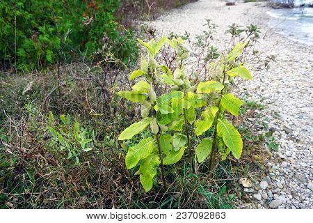 Common Milkweed Plants (asclepias Syriaca) With Seed Pods, Along The Rocky Shore Of Little Traverse 