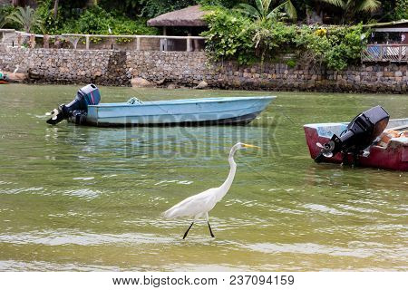 Great White Egret Walking Along Lake Bank With Blue Boat In The Background, Marapendi Lagoon, Rio De