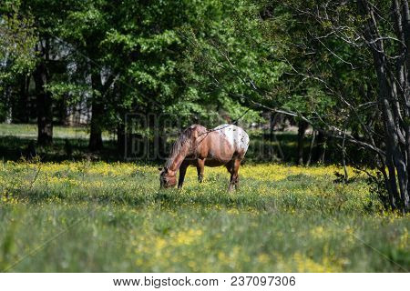 Appaloosa Gelding Grazing In A Spring Pasture Filled With Yellow Buttercups.