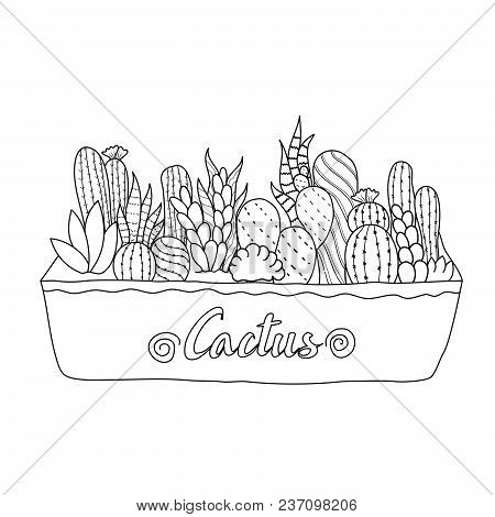 Cactus For Adult And Children Coloring Book. Handdrawn. Vector Illustration.