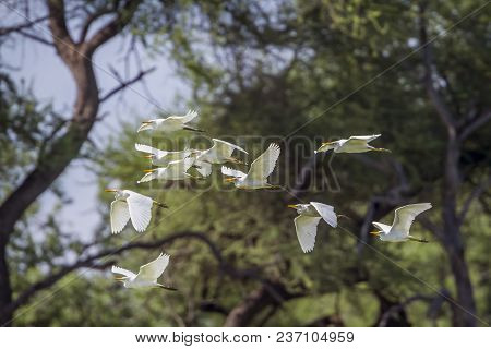Western Cattle Egretafrican Bush Elephant In Mapungubwe National Park, South Africa ; Specie Bubulcu