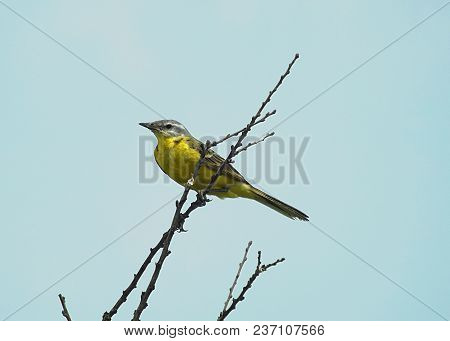 Yellow Wagtail (motacilla Flava Thunbergi) On A Branch Of A Dry Tree.