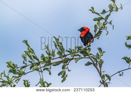 Southern Red-bishop In Mapungubwe National Park, South Africa ; Specie Euplectes Orix Family Of Ploc