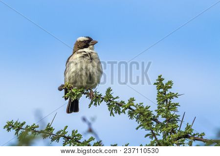 White-browed Sparrow-weaver In Mapungubwe National Park, South Africa ; Specie Plocepasser Mahali Fa