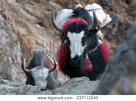 Caravan Of Yaks In The Nepal Himalaya. The Yak (bos Grunniens And Bos Mutus) Is A Long-haired Bovid 
