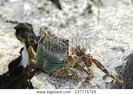 Colorful Crab Decapods, Yellow Red Legs And Blue Green Strip Carapace Or Crabshell, Sea Crab In Sout