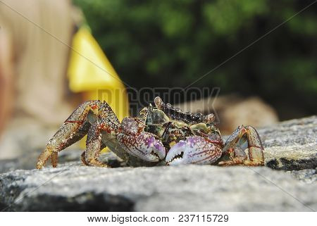 Colorful Crab Decapods, Yellow Red Legs And Blue Green Strip Carapace Or Crabshell, Sea Crab In Sout