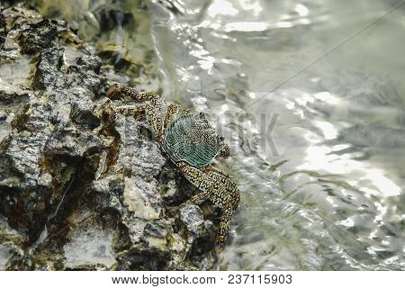 Colorful Crab Decapods, Yellow Red Legs And Blue Green Strip Carapace Or Crabshell, Sea Crab In Sout