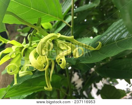 Yellow Thai Ylang-ylang Or Ilang-ilang Tree Plant