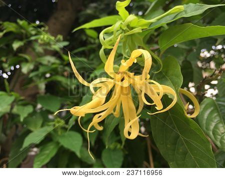 Yellow Thai Ylang-ylang Or Ilang-ilang Tree Plant