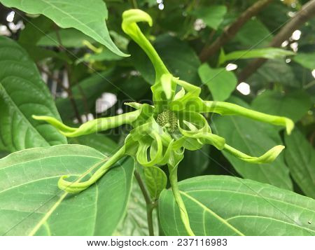 Yellow Thai Ylang-ylang Or Ilang-ilang Tree Plant