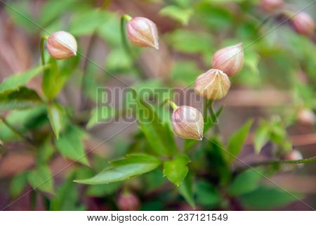 Closeup Of Small Soft And Subtile Pink Colored Clematis Buds On A Climbing Plant In The Beginning Of