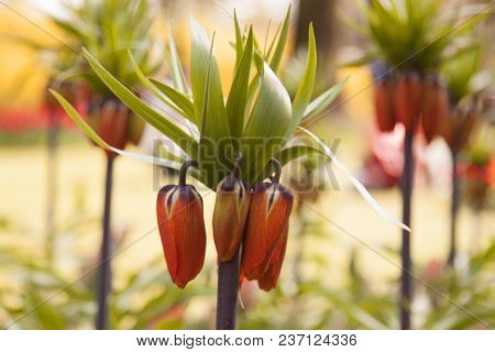 Single Stem Of Fritillaria Imperialis Aurora Single Stem Of Fritillaria Imperialis Aurora