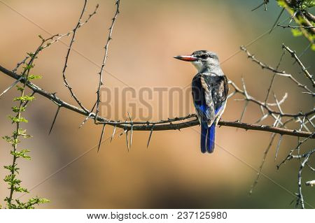 Grey-headed Kingfisher In Mapungubwe National Park, South Africa ; Specie Halcyon Leucocephala Famil