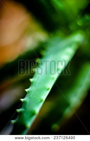 Green Leaf Plants, Medicinal Plant, Part Of The Aloe Plant, Plant With Needles