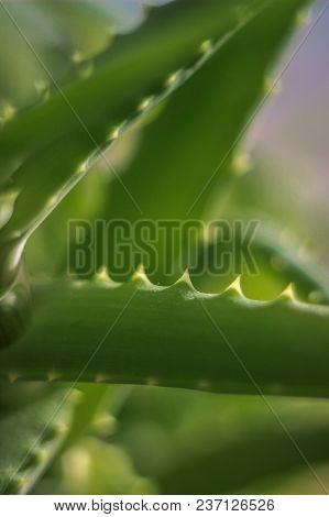 Green Leaf Plants, Medicinal Plant, Part Of The Aloe Plant, Plant With Needles