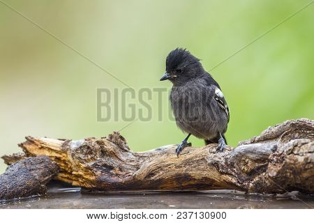 Southern Black Tit In Mapungubwe National Park, South Africa ; Specie Melaniparus Niger Family Of Pa