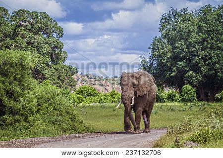 African Bush Elephant In Mapungubwe National Park, South Africa ; Specie Loxodonta Africana Family O