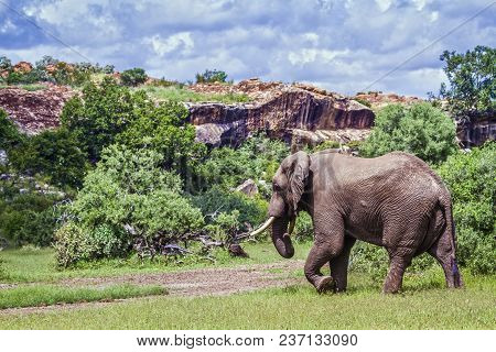 African Bush Elephant In Mapungubwe National Park, South Africa ; Specie Loxodonta Africana Family O